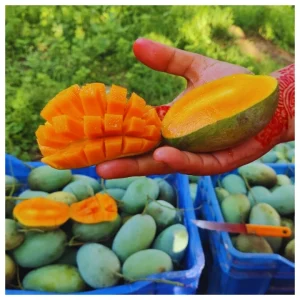 নাকফজলি আম( ২২কেজি )