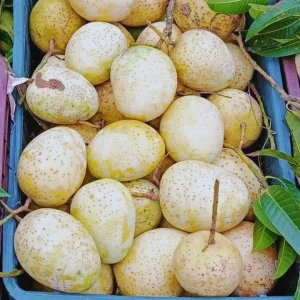 গেীড়মতি আম