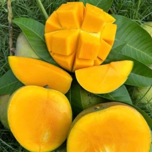 হিমসাগর আম (২৪ কেজি)
