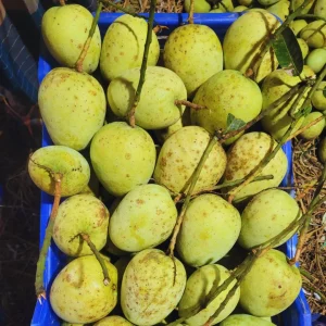 গেীড়মতি আম (৬কেজির ক্যারেট)